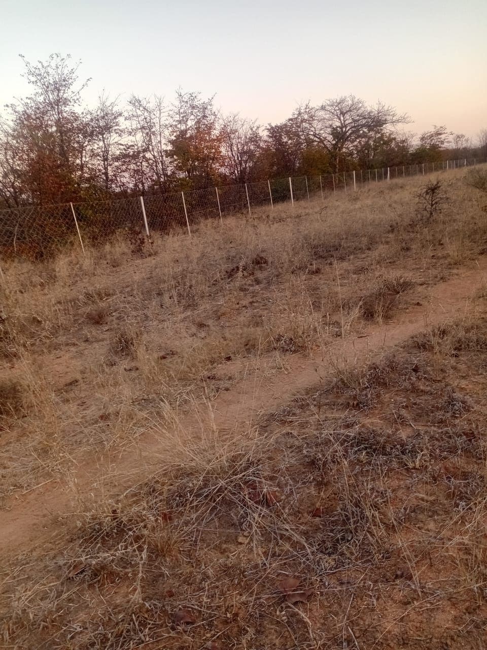 Dry Grass Verge