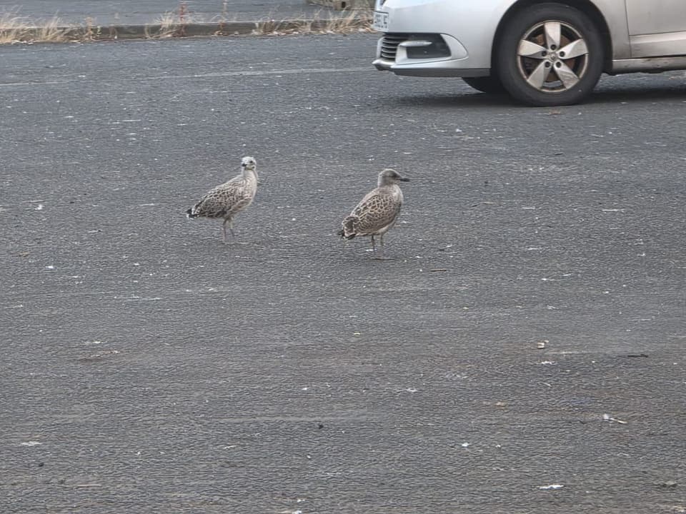 Herring Gull on the Tarmac 2