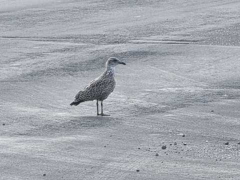 Herring Gull on the Tarmac 3
