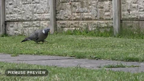 Wood Pigeon on the Lawn 1