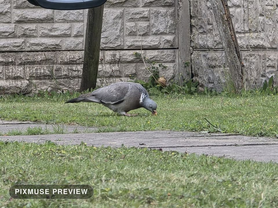 Wood Pigeon on the Lawn 2