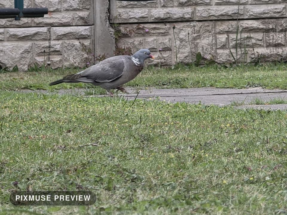 Wood Pigeon on the Lawn 4