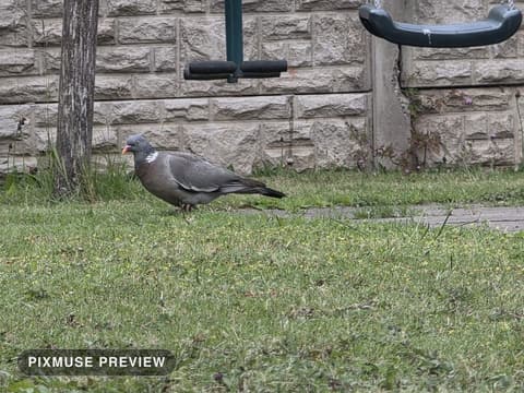 Wood Pigeon on the Lawn 5