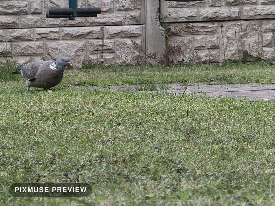 Wood Pigeon on the Lawn 6