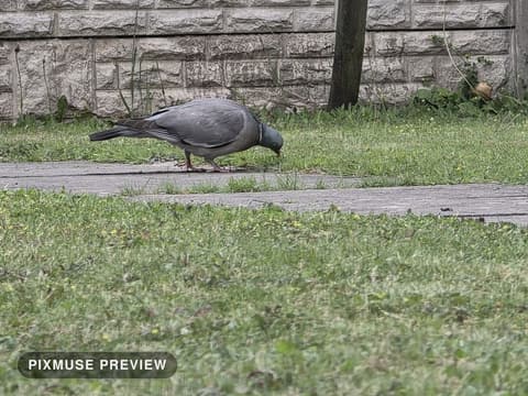 Wood Pigeon on the Lawn 7
