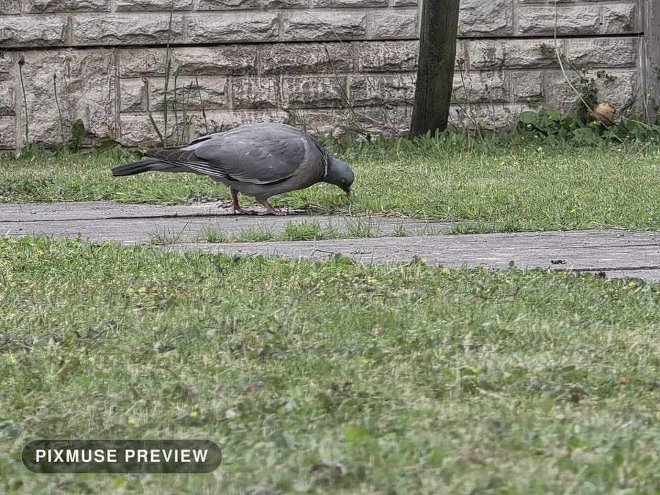 Wood Pigeon on the Lawn 7