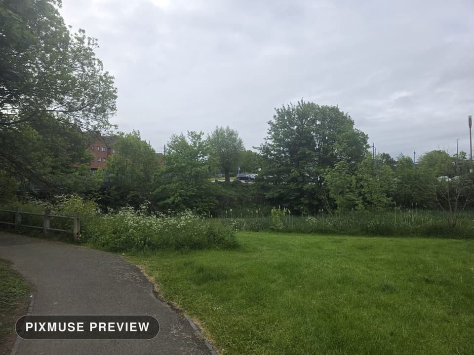 Spring Meadow and Cow Parsley 2
