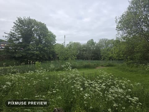 Spring Meadow and Cow Parsley 3