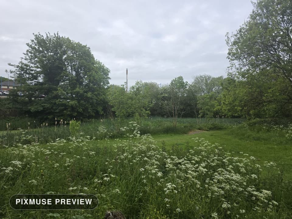 Spring Meadow and Cow Parsley 3