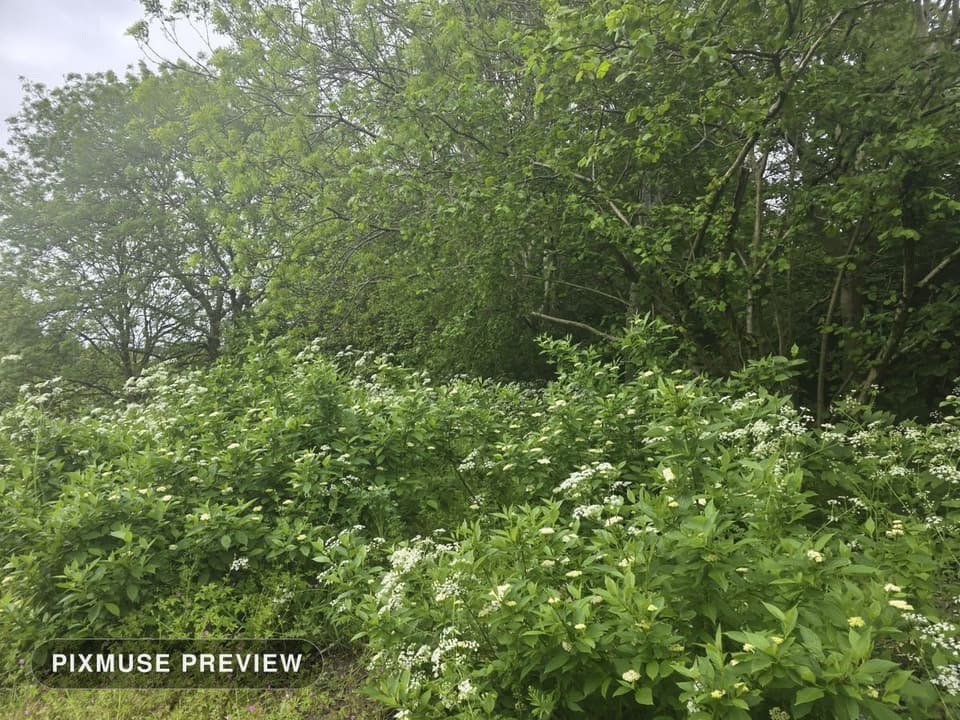 Spring Meadow and Cow Parsley 4