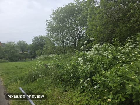 Spring Meadow and Cow Parsley 5