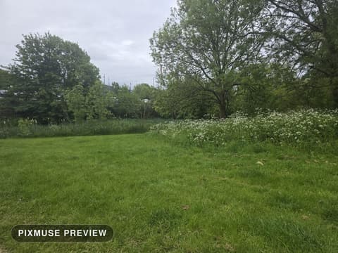 Spring Meadow and Cow Parsley 6