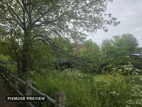 Spring Meadow and Cow Parsley 7