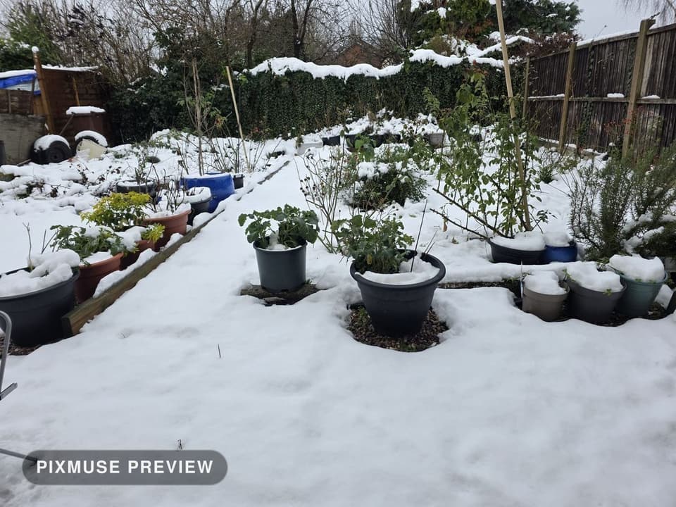 Snow on the Vegetable Beds 1