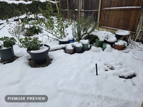 Snow on the Vegetable Beds 2