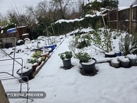 Snow on the Vegetable Beds 8